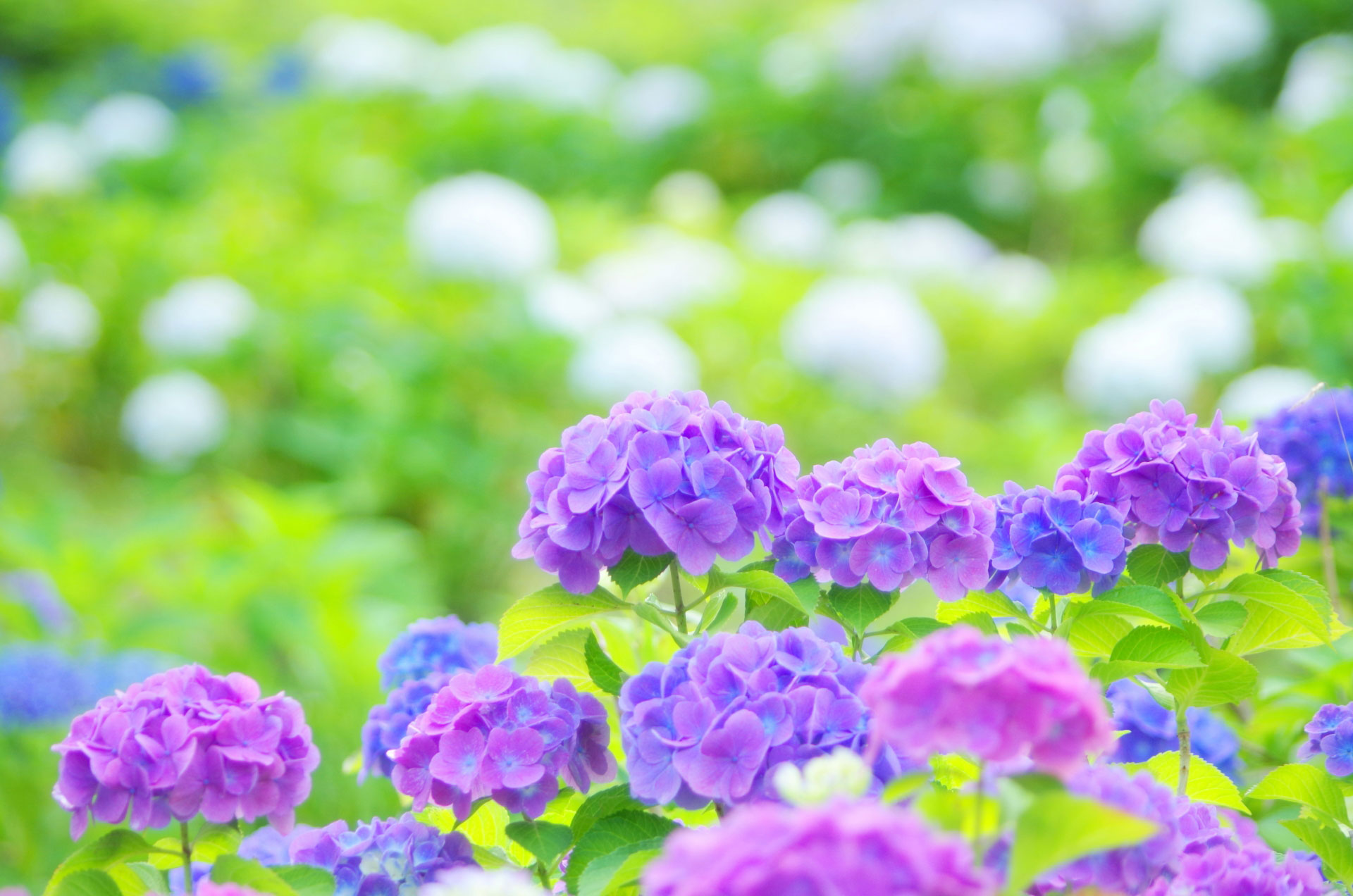 香川の季節のイベントは花の楽園で レオマ花ワールド ところで 香川県応援サイト